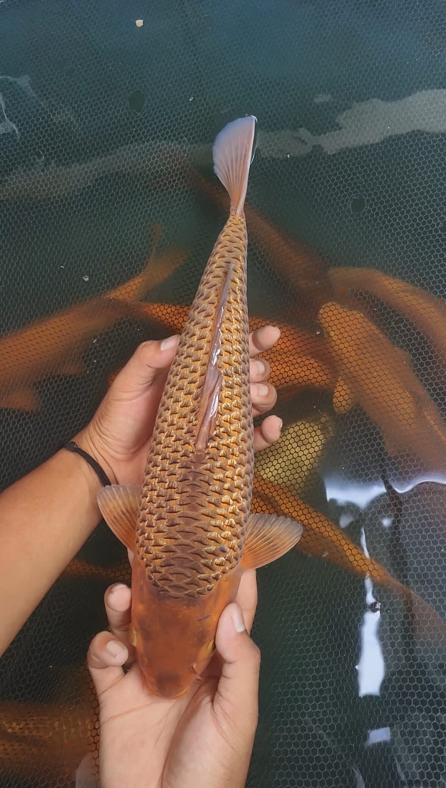 CARAMEL SQ BERPUNUK 38cm MALE