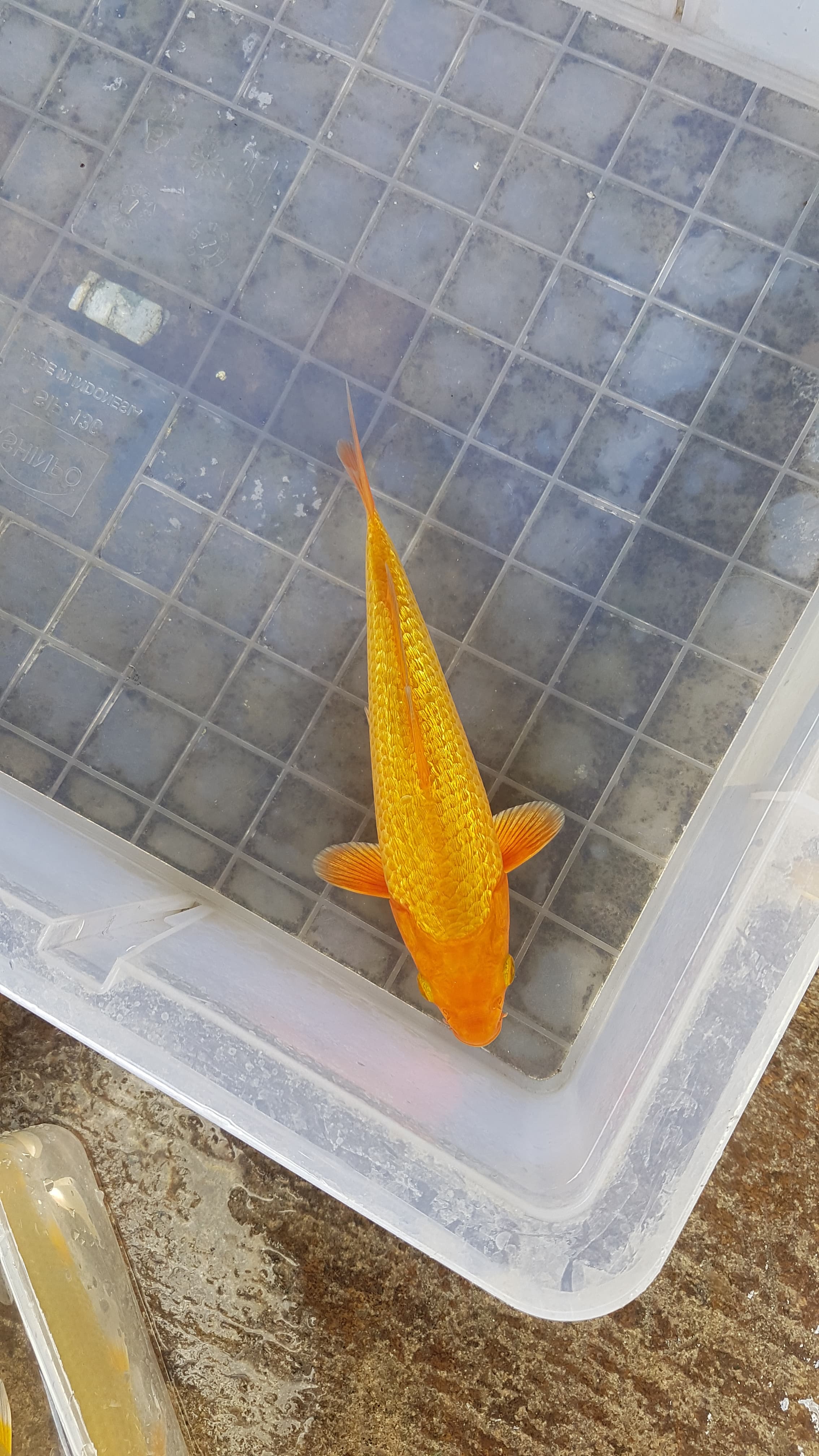 KARAMEL FUULL GINRIN 20cm