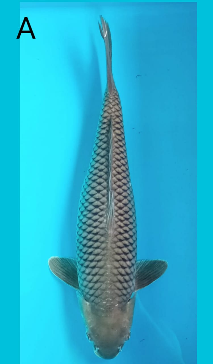 SUPER CHAGOI 55cm