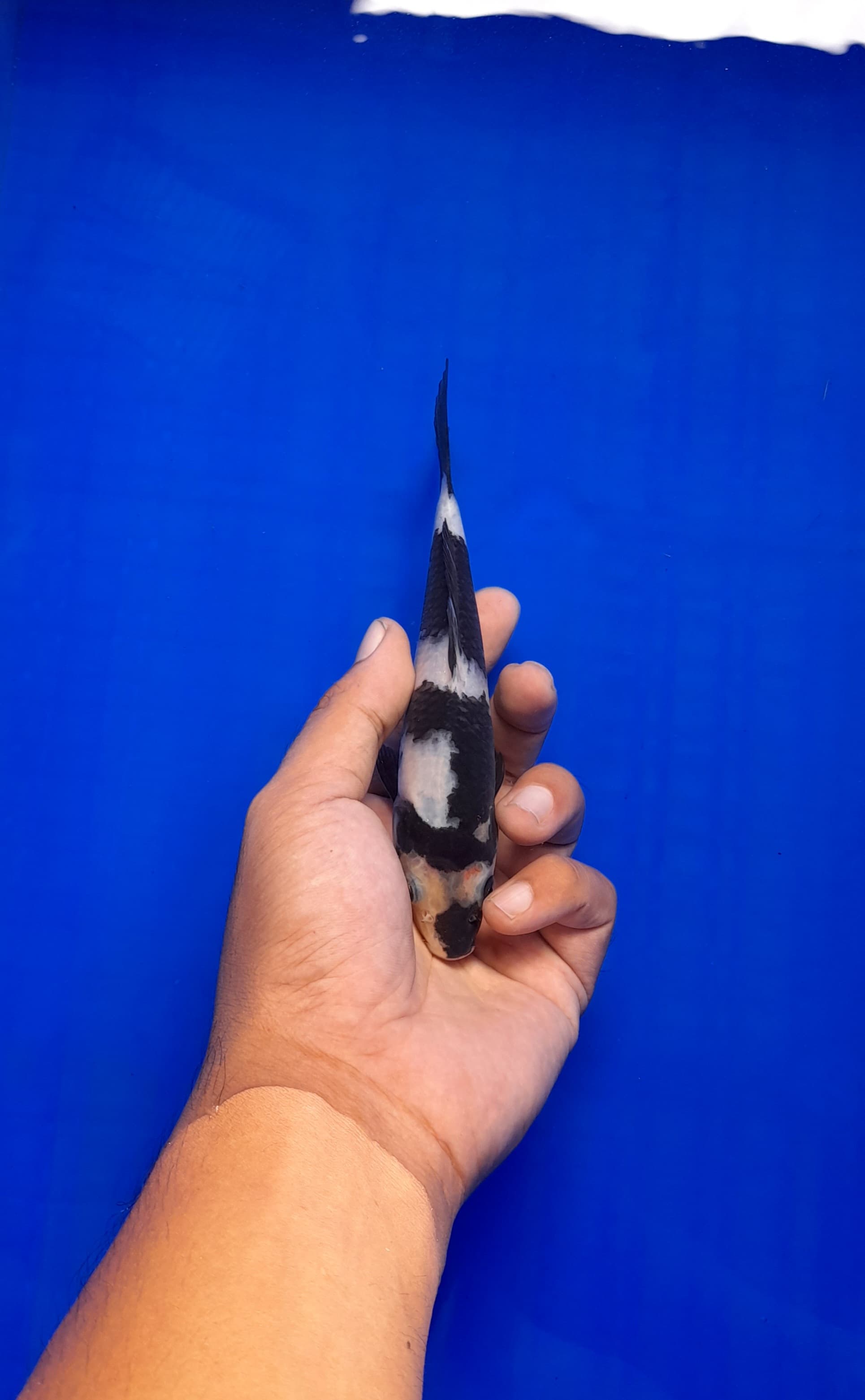 SHIRO UTSURI BAHAN KEEP SQ 17cm
