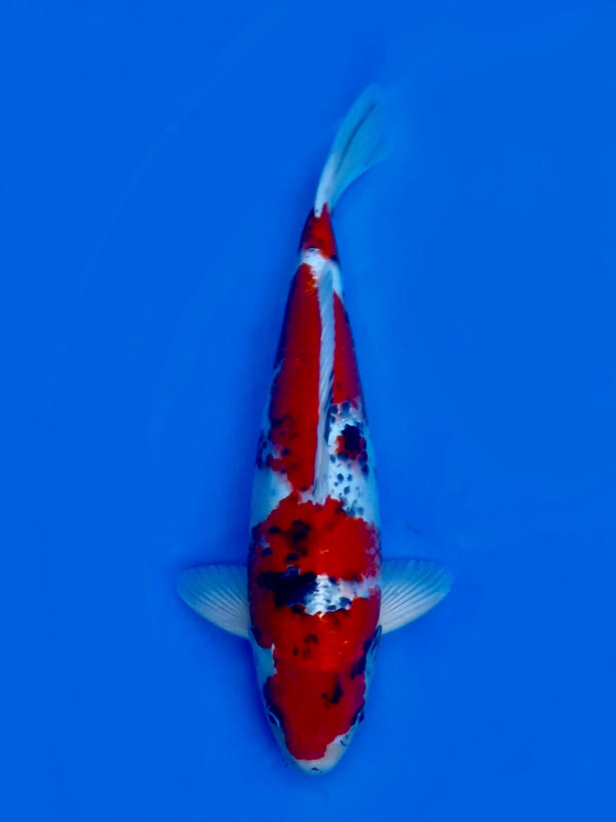 KAGE SHOWA 48cm MALE