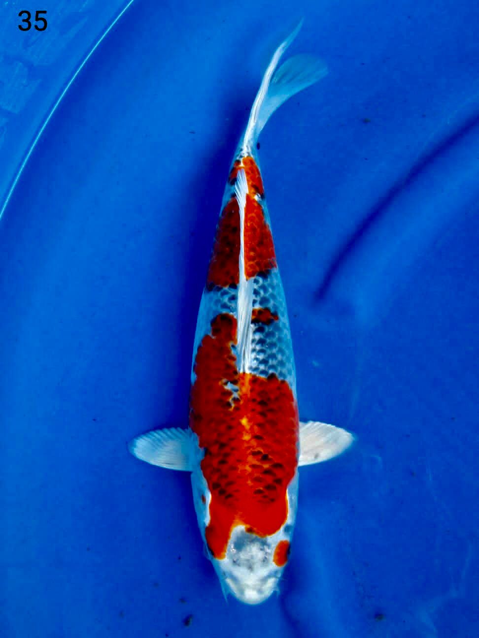RED KUJAKU 35cm MALE