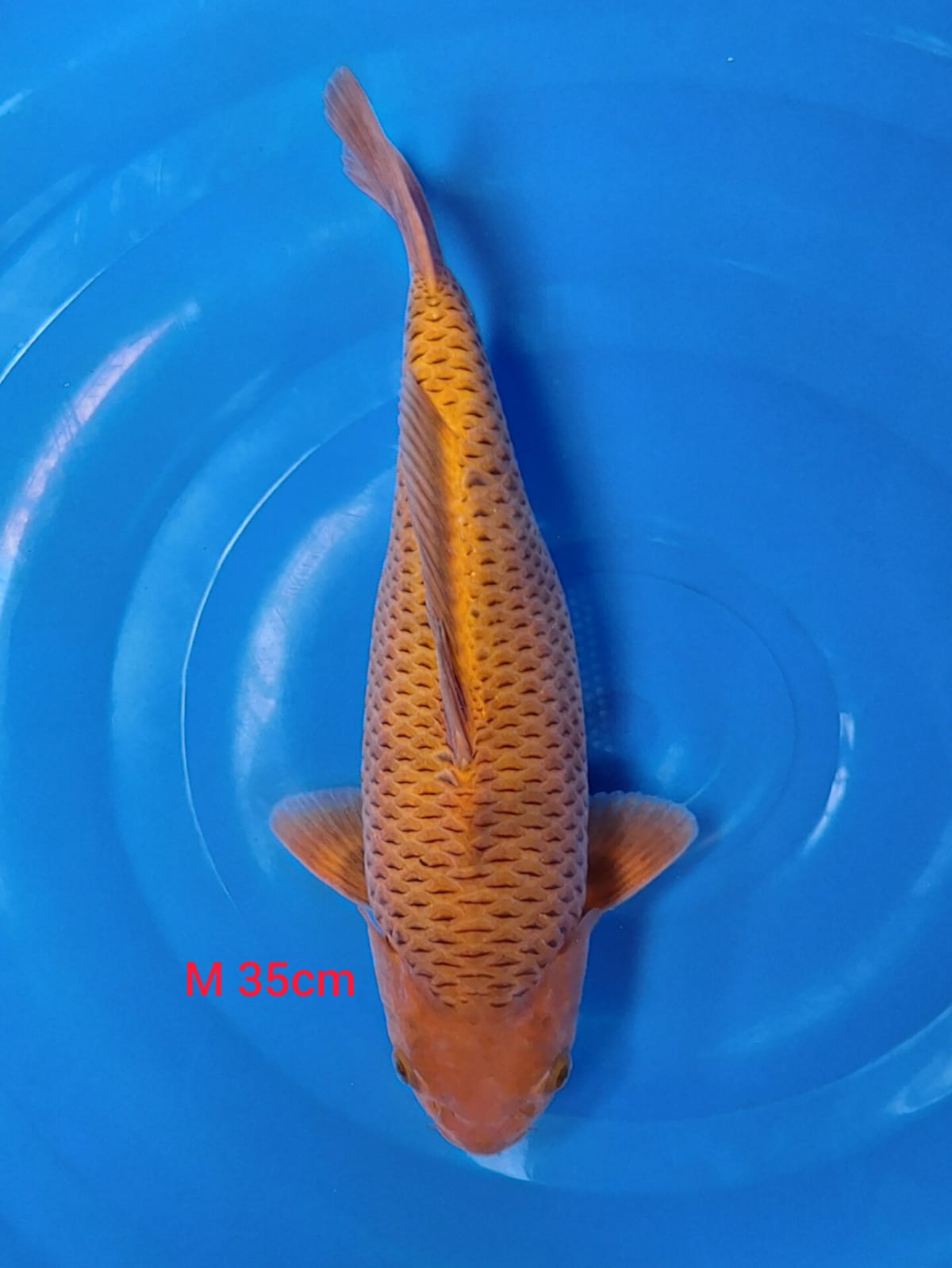 CARAMEL BY MADINA AZIZ 35cm