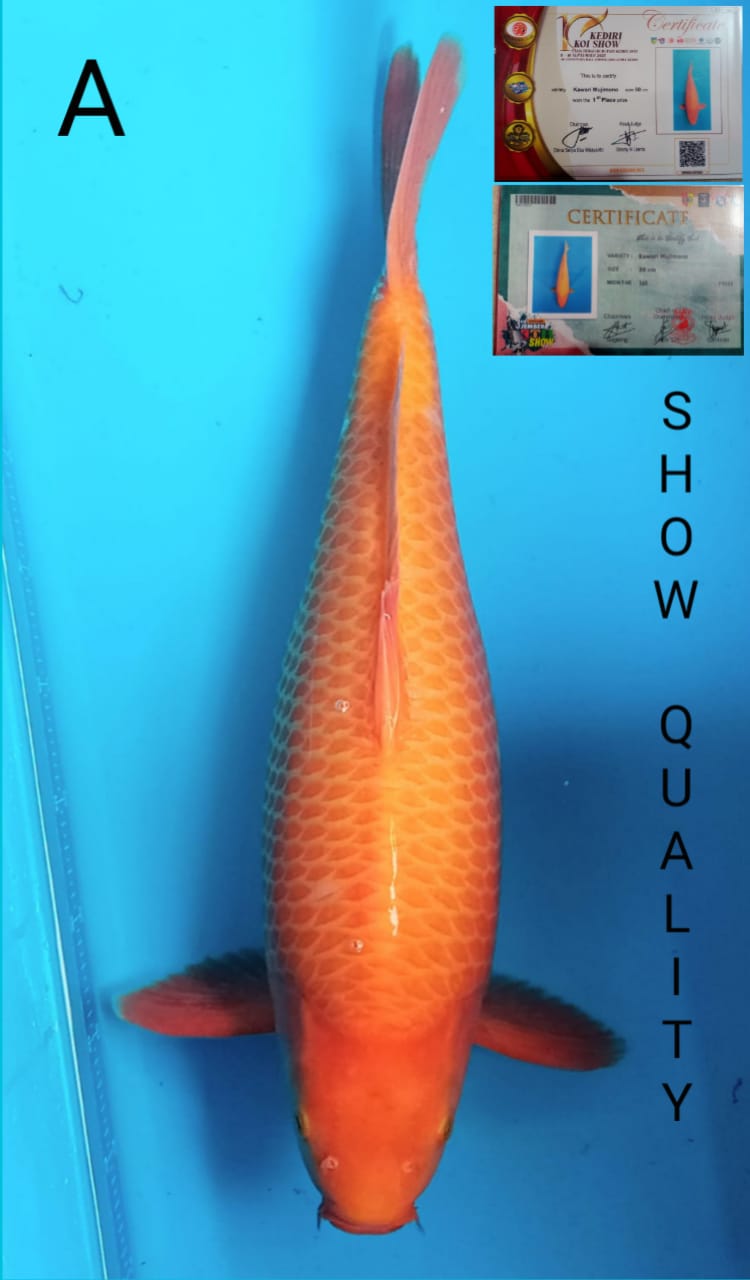 SUPER CARAMEL SQ 55cm