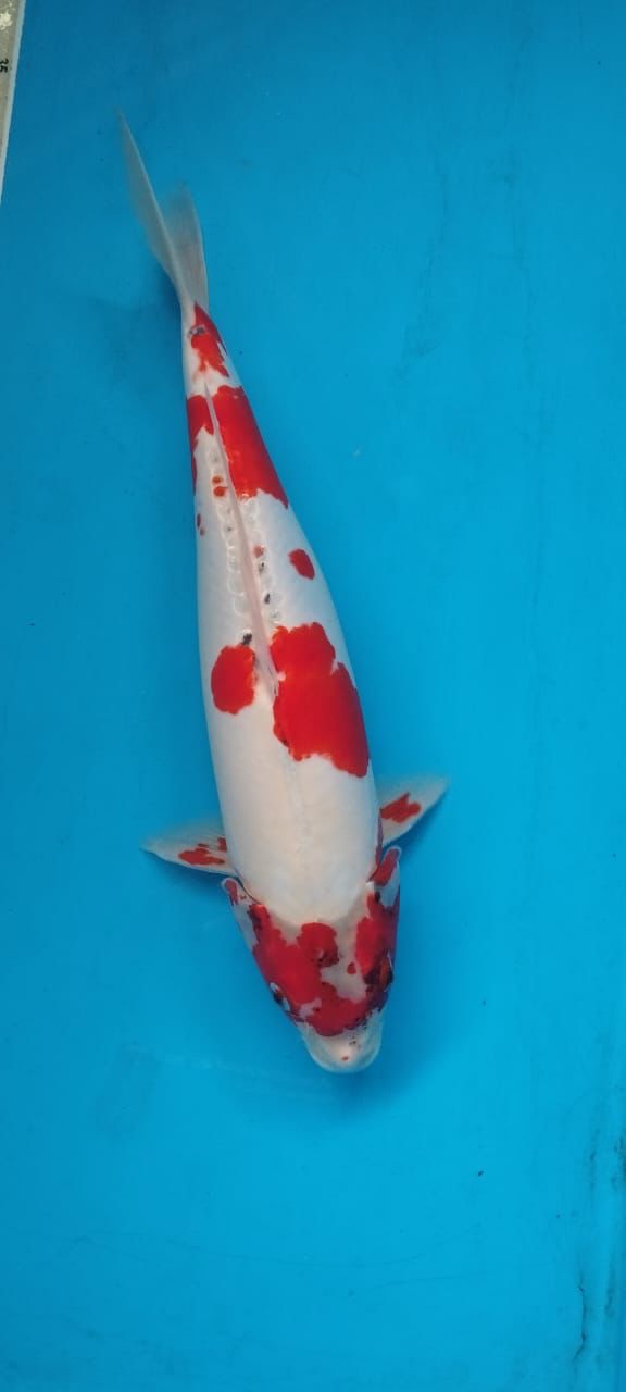 GHOSIKI DOITSU 47cm