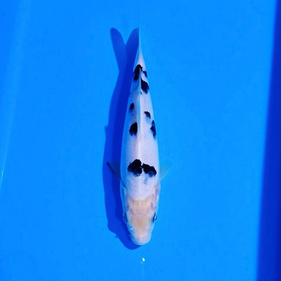 BEKKO 19cm