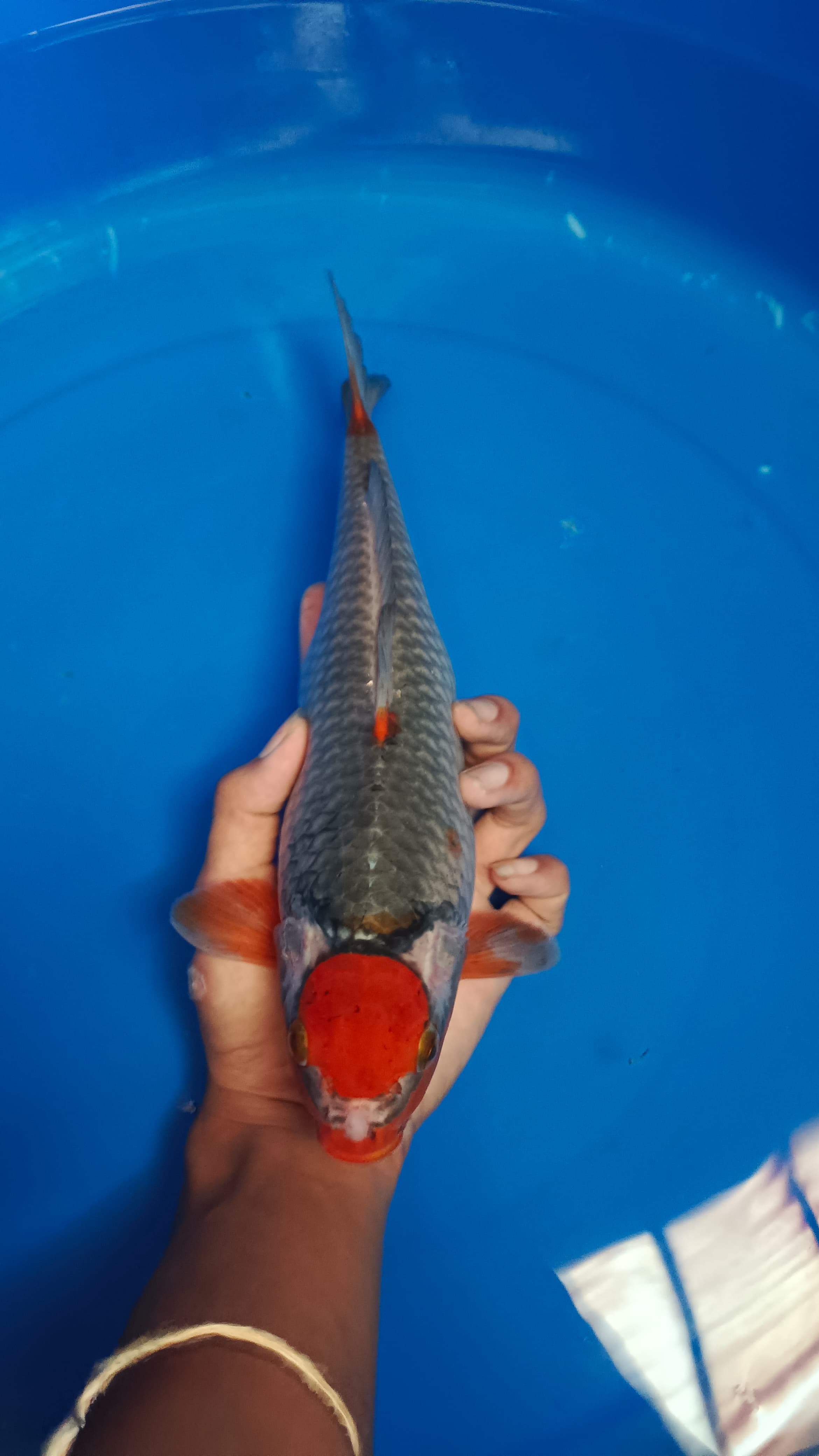 TANCO SABI KOYO 31cm