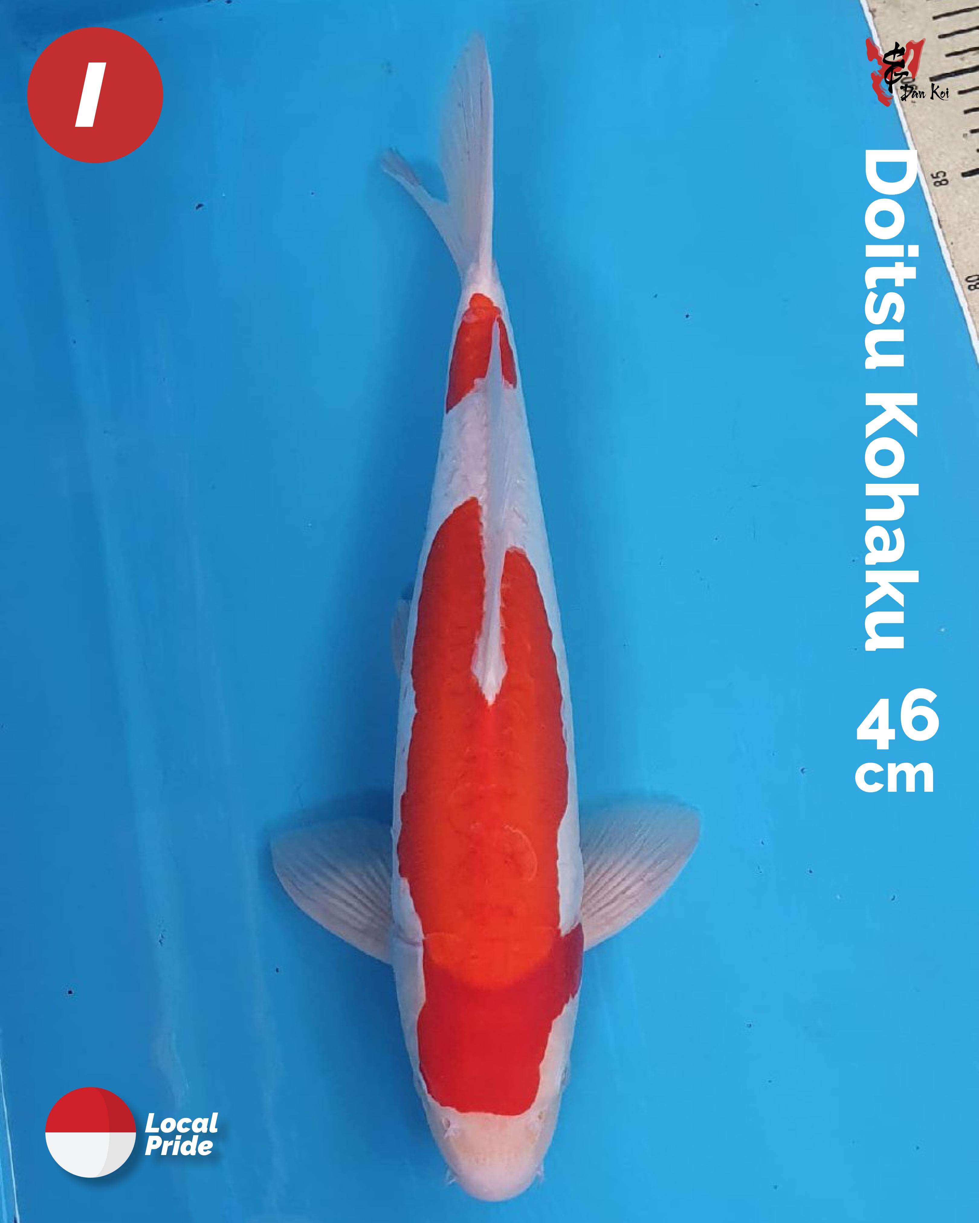 DOITSU KOHAKU 46cm