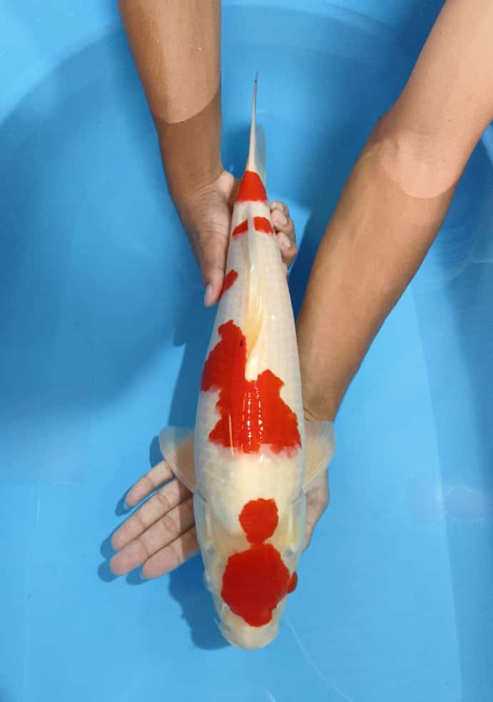 50cm KOHAKU MALE STRONG