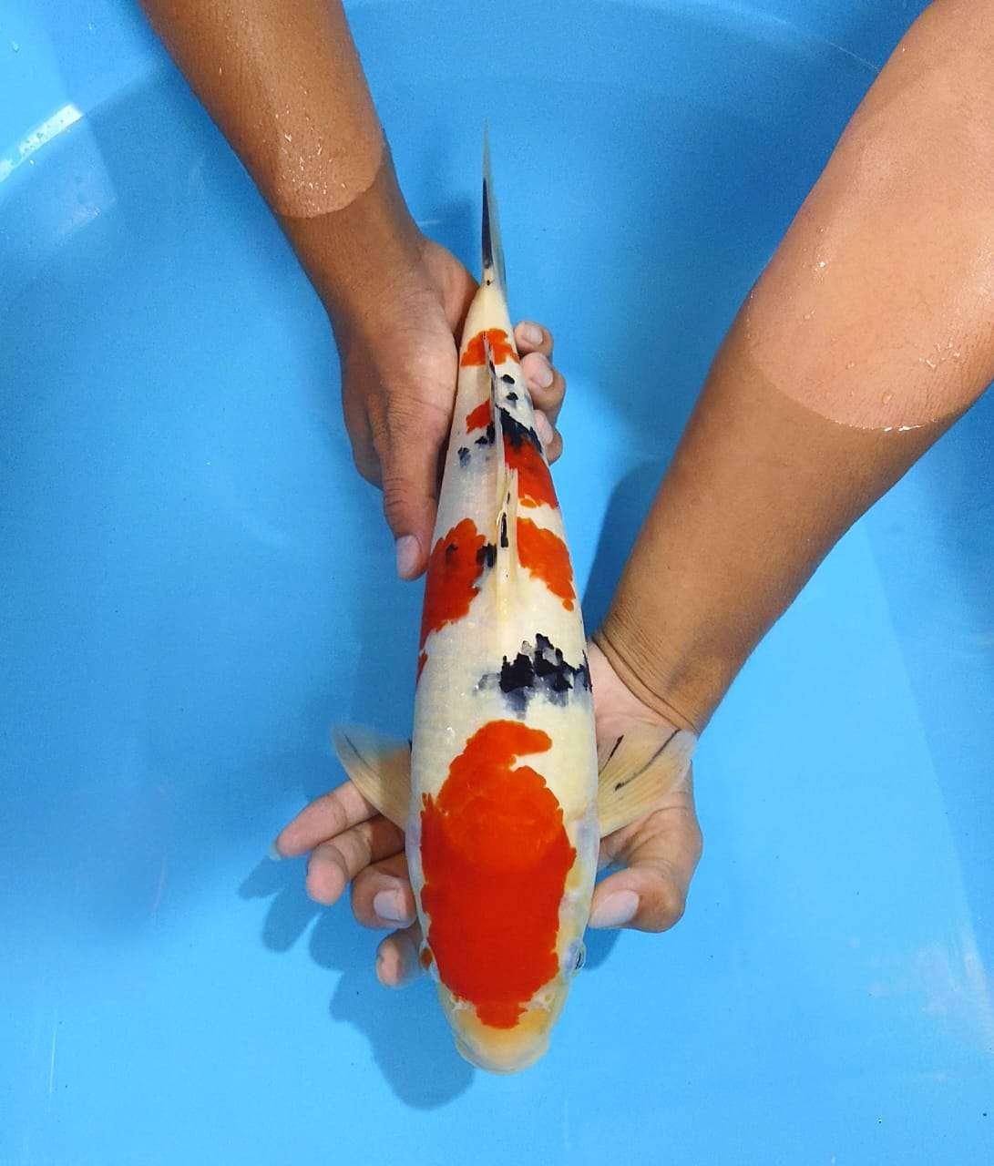 41cm SANKE STRONG MALE
