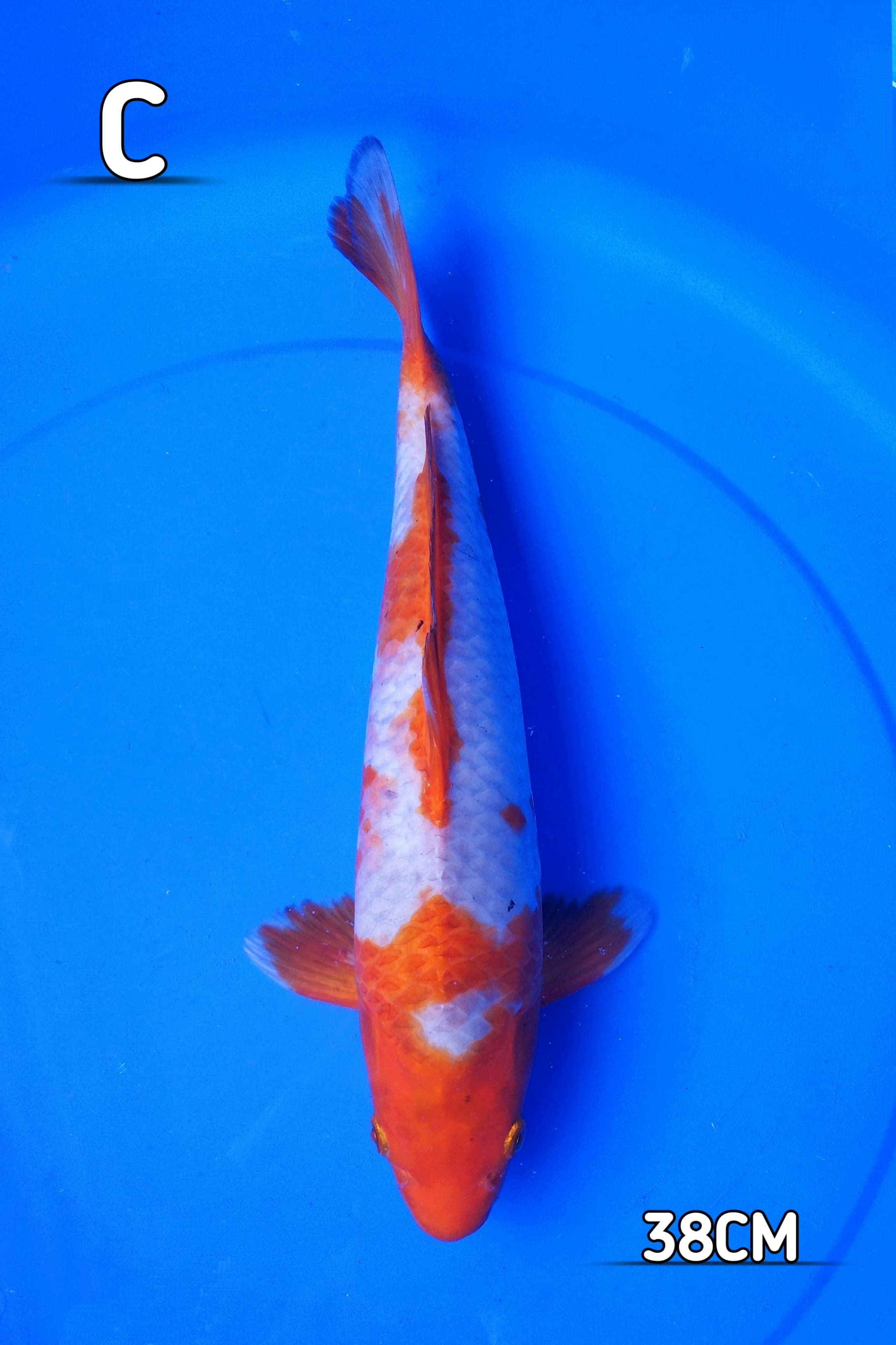 HQ SABIKOYO SOLID PATERN 38cm