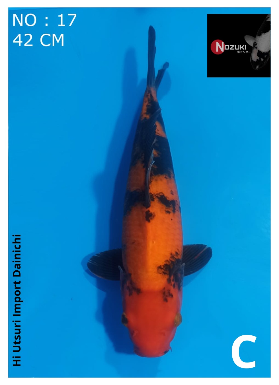 HI UTSURI IMPORT DAINICHI 42cm