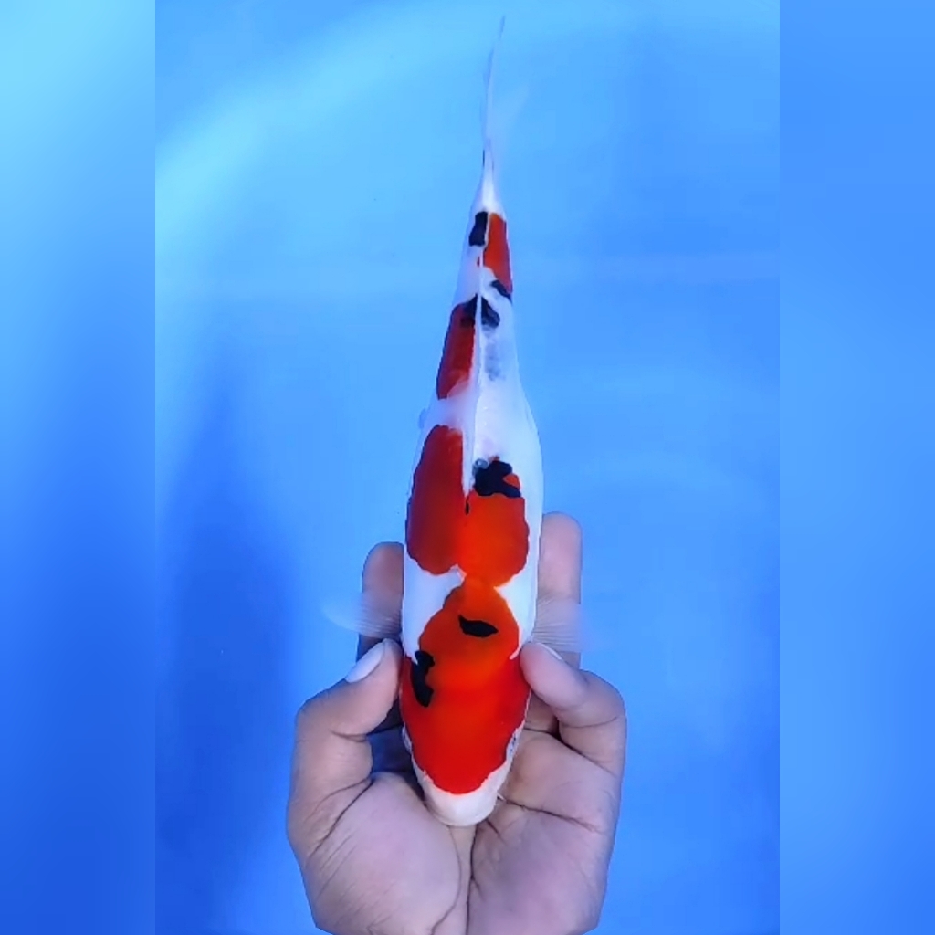 SANKE DOITSU 26cm