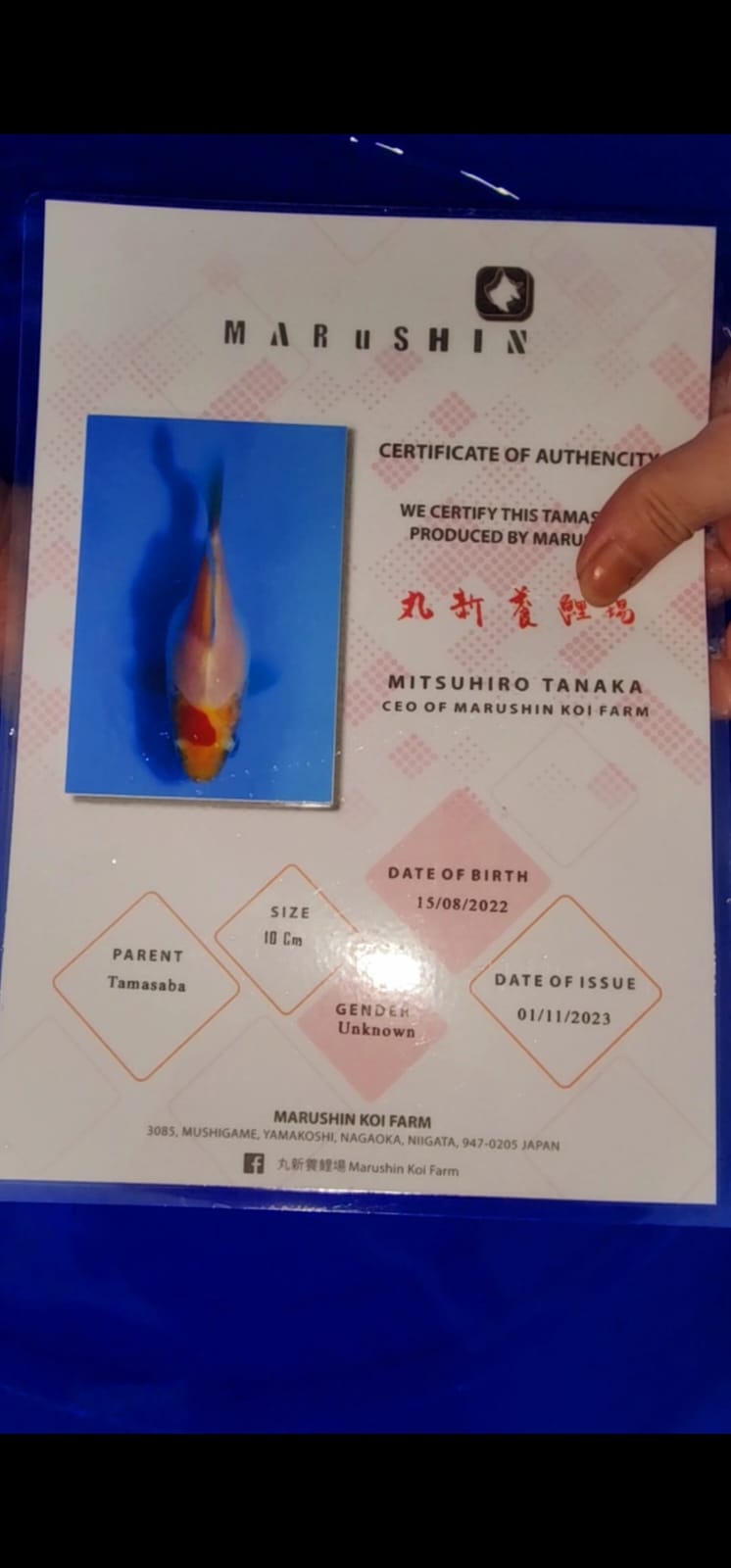 Ikan Koi MARUSHIN TANCHO TAMASABA 11cm, lelang koi MARUSHIN TANCHO TAMASABA 11cm, jual koi MARUSHIN TANCHO TAMASABA 11cm, beli koi MARUSHIN TANCHO TAMASABA 11cm, Lelang Koi Online, Jual Beli Ikan Koi, Pusat Jual Beli Koi, Info Lelang Koi Hari Ini, Platform Jual Beli Koi, Jual Beli Ikan Koi Online, Marketplace Ikan Koi, Jual Koi Terbaik, Tempat Beli Koi Berkualitas, Pasar Ikan Koi Online Terpercaya, Penjual Ikan Koi Terpercaya, Beli Koi Hias Online, Ikan Koi untuk Dijual, Koi Kualitas Terbaik, Toko Online Ikan Koi, Koi Hias Untuk Dijual, Jual Beli Ikan Koi Lokal, Koi Indonesia Online, Pusat Jual Beli Koi Terbesar