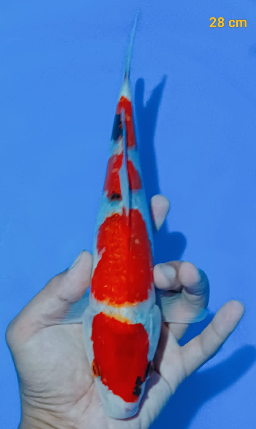 KINDAI SHOWA 28cm