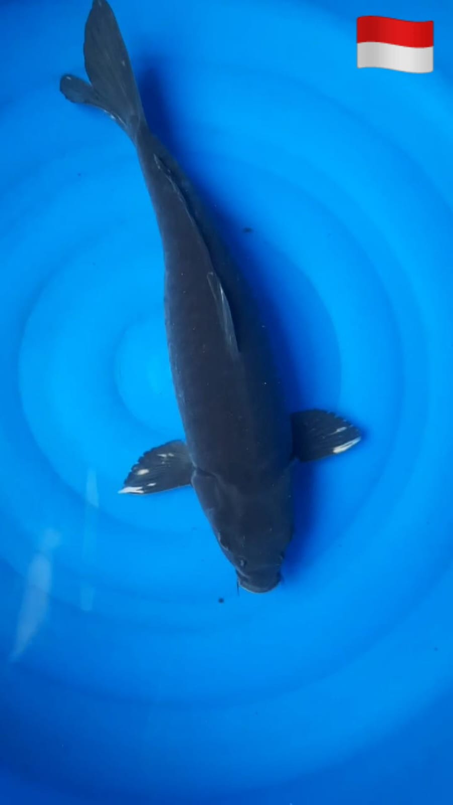 Ikan Koi KARASU ARAGOKE 47cm, lelang koi KARASU ARAGOKE 47cm, jual koi KARASU ARAGOKE 47cm, beli koi KARASU ARAGOKE 47cm, Lelang Koi Online, Jual Beli Ikan Koi, Pusat Jual Beli Koi, Info Lelang Koi Hari Ini, Platform Jual Beli Koi, Jual Beli Ikan Koi Online, Marketplace Ikan Koi, Jual Koi Terbaik, Tempat Beli Koi Berkualitas, Pasar Ikan Koi Online Terpercaya, Penjual Ikan Koi Terpercaya, Beli Koi Hias Online, Ikan Koi untuk Dijual, Koi Kualitas Terbaik, Toko Online Ikan Koi, Koi Hias Untuk Dijual, Jual Beli Ikan Koi Lokal, Koi Indonesia Online, Pusat Jual Beli Koi Terbesar