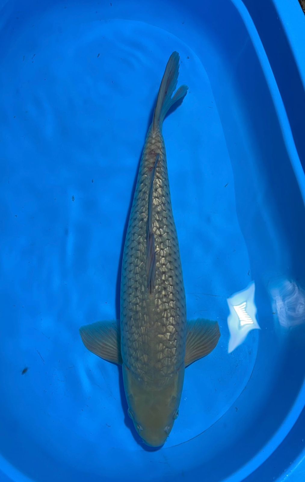 GINRIN SORAGOI 56cm