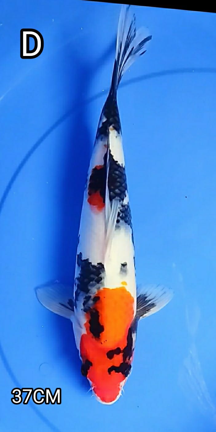 SHOWA 36cm