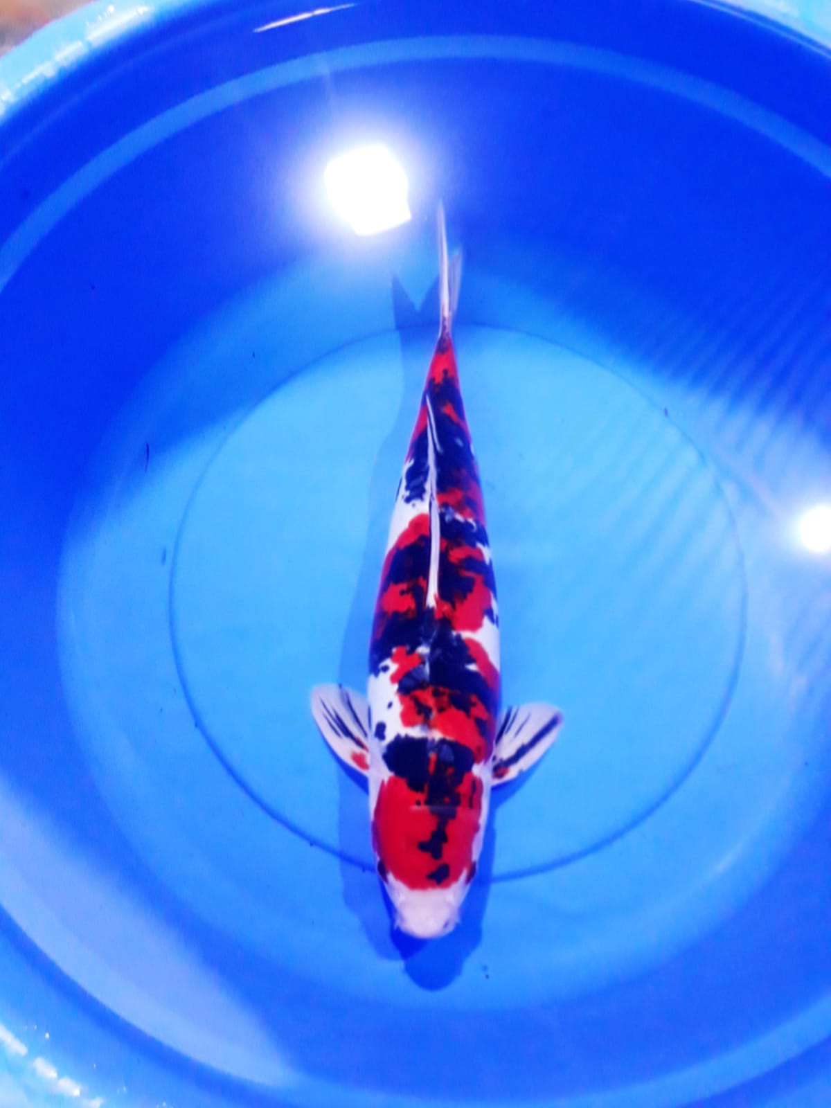 SANKE DOITSU 43cm