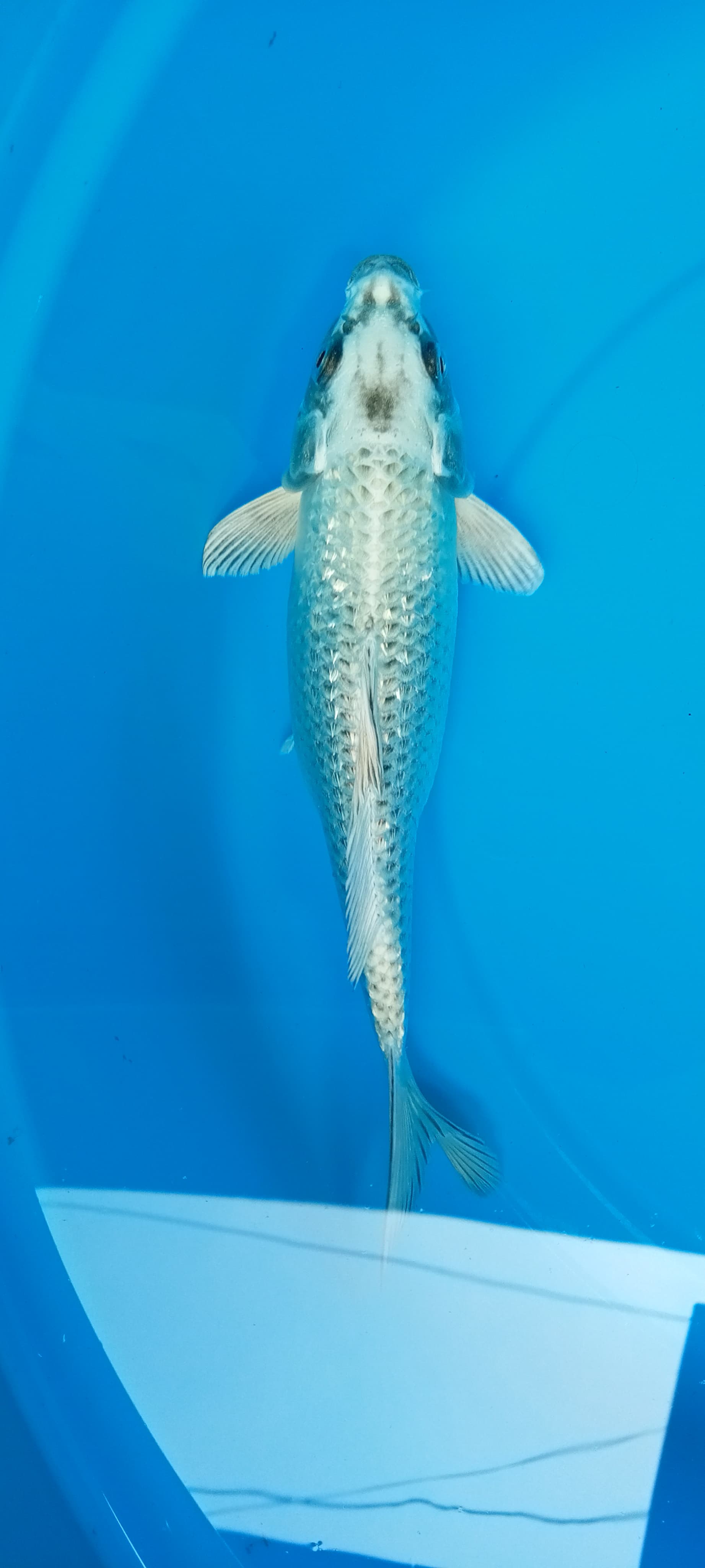 SILVER MUKASI GINRIN 27cm