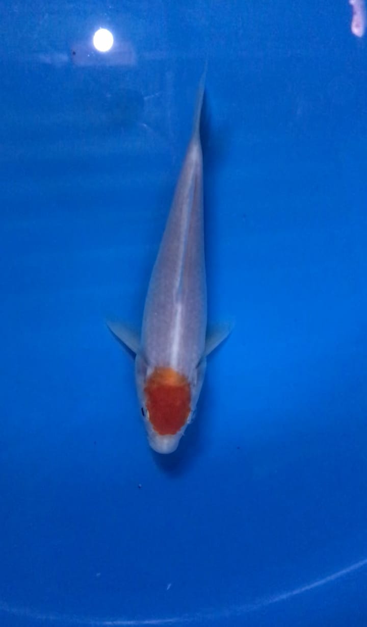 TANCO KOHAKU 20cm