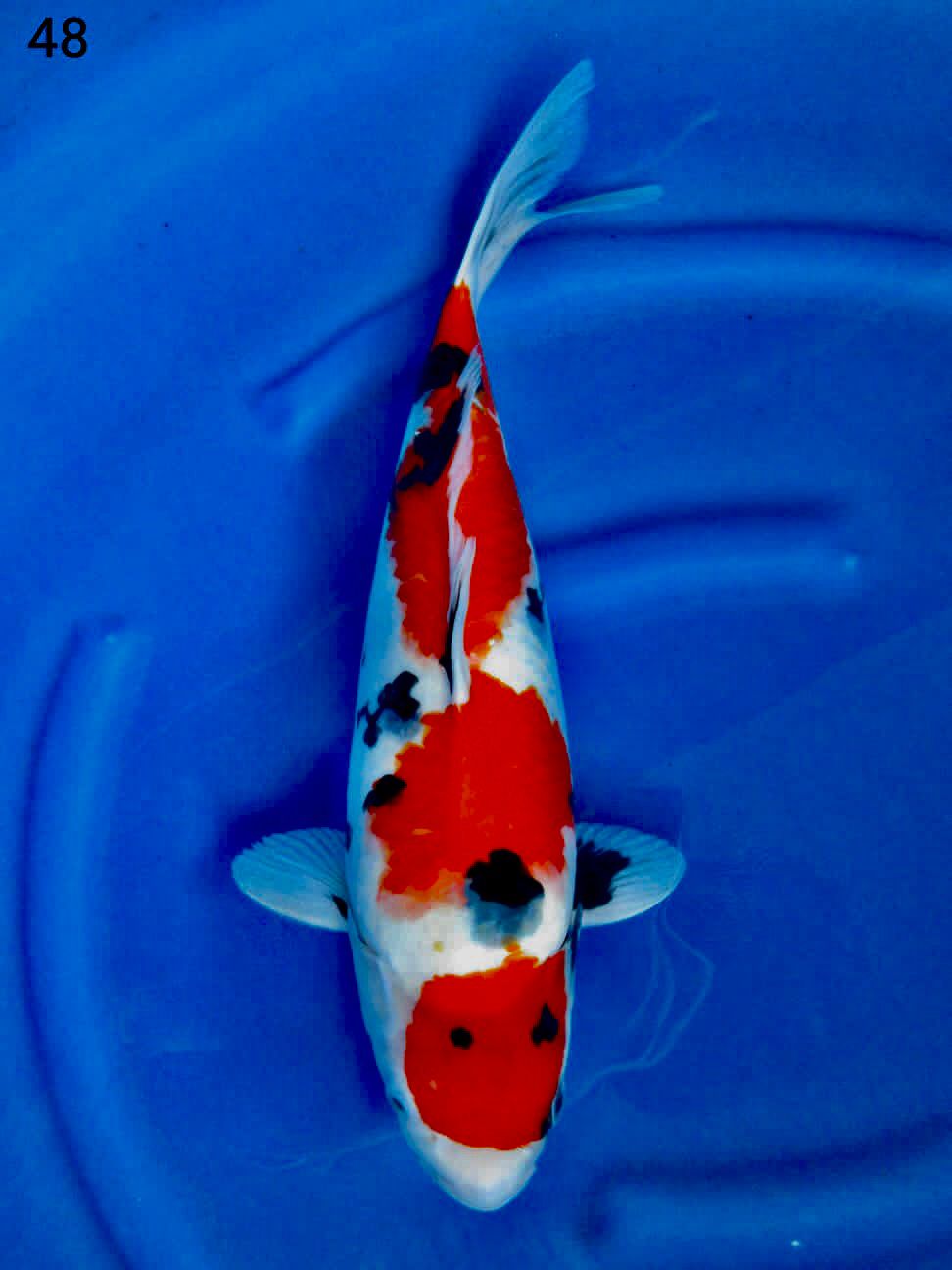 SHOWA TATEGOI SKIN HALUS 48cm FEMALE