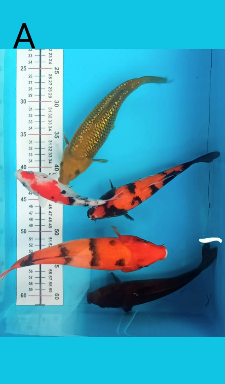 MIX 15 20 25cm