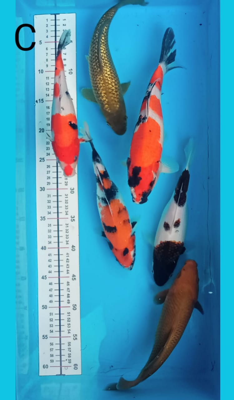 MIX 22 30cm