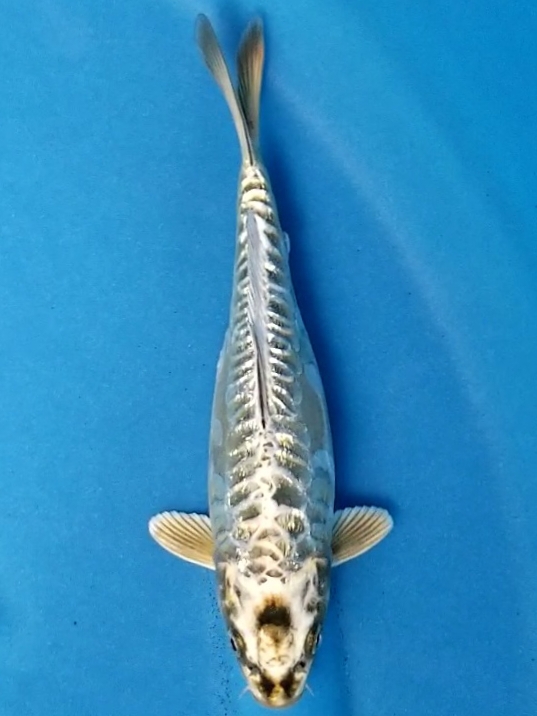 GOLD ARAGOKE 22cm