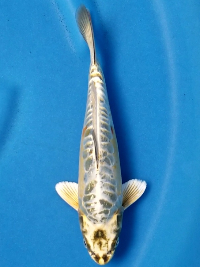 GOLD ARAGOKE 25cm