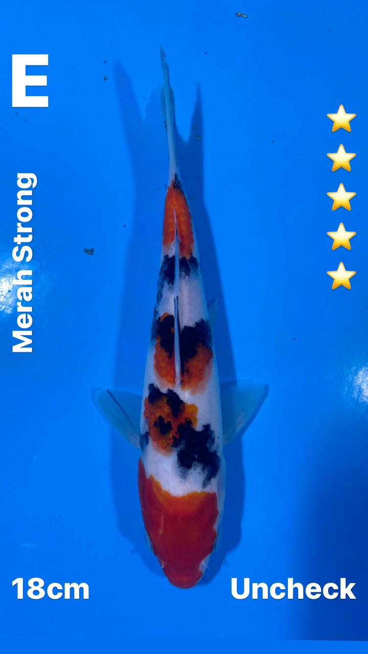 SANKE SUPER QUALITY 18cm