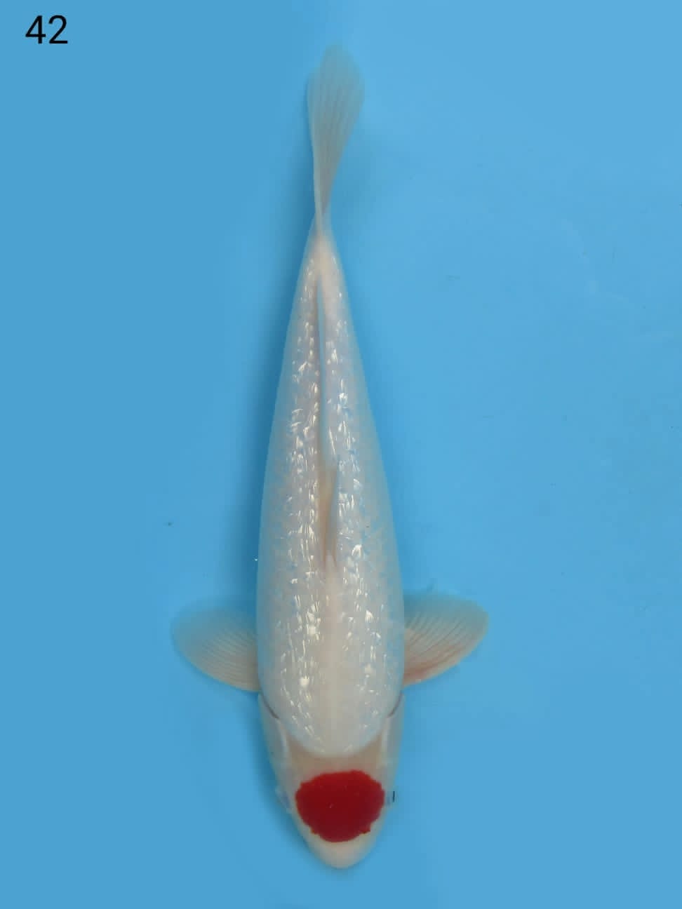 F1 SUPER TANCHO ORI 42cm