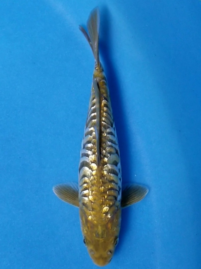 ARAGOKE GINRIN 21cm