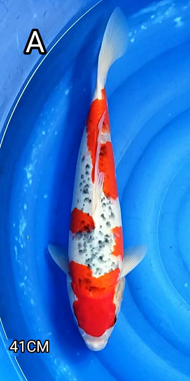 GOSIKI 41cm KORBAN BNR