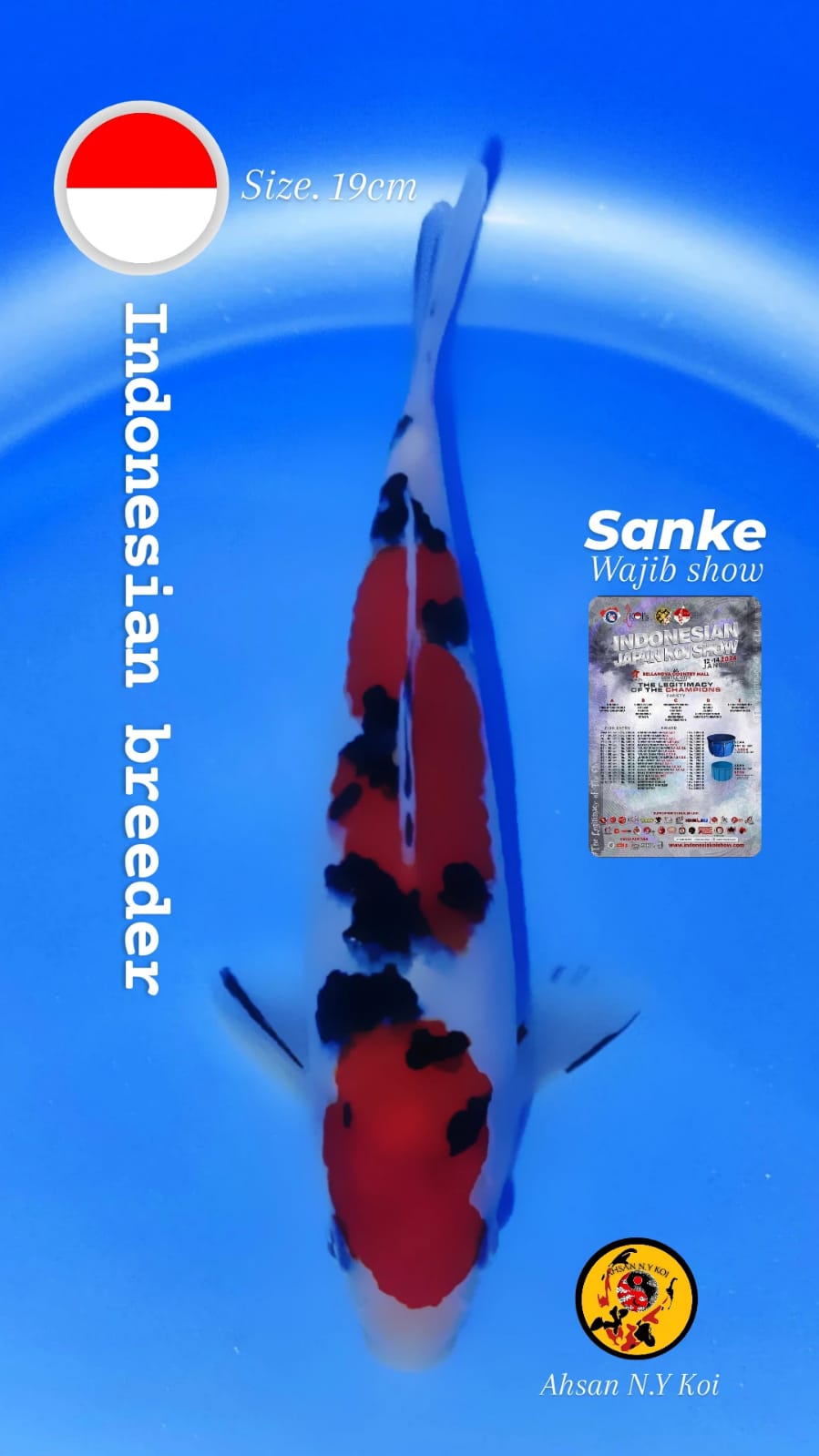 SANKE SIZE 19cm