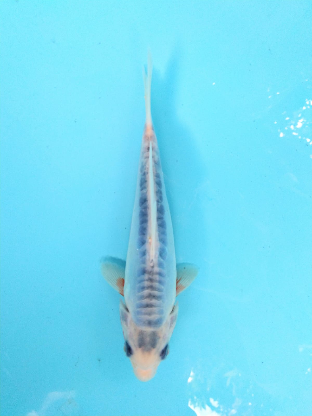 SHUSUI 15cm