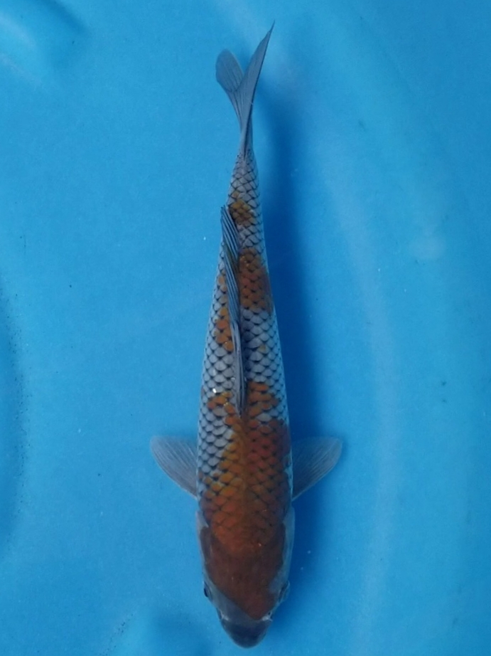 OCHIBA SHIGURE 28cm