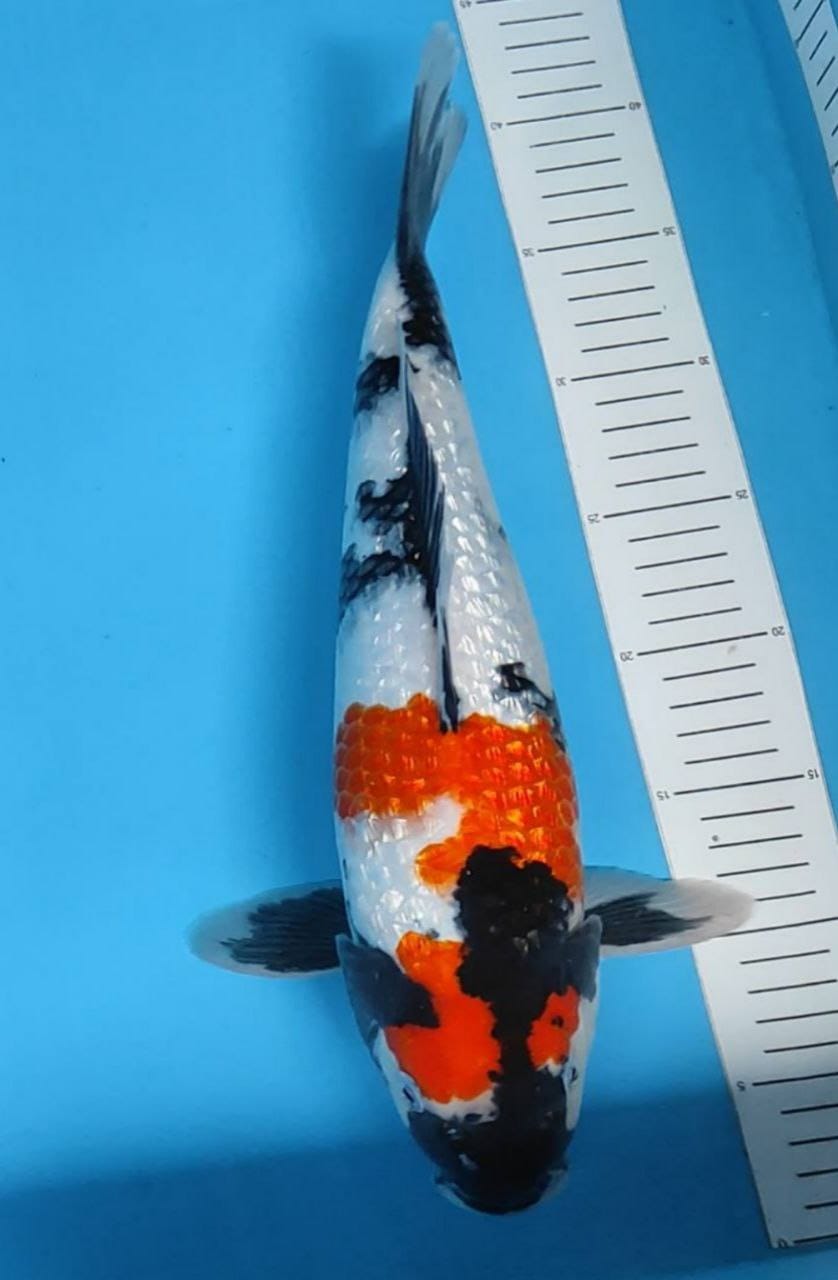 SHOWA GINRIN 40cm