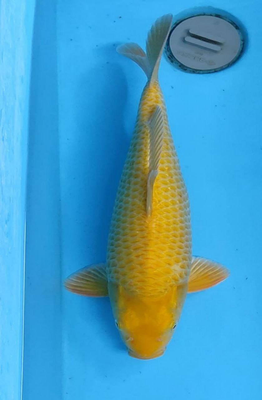 SB CRON KARASI 38cm