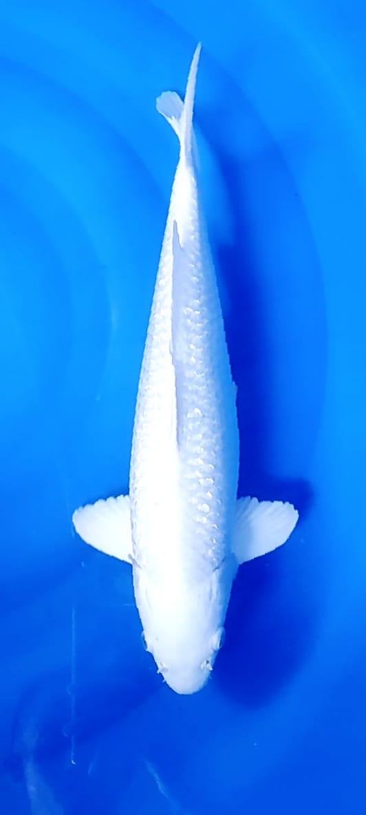 PLATINUM F 50cm