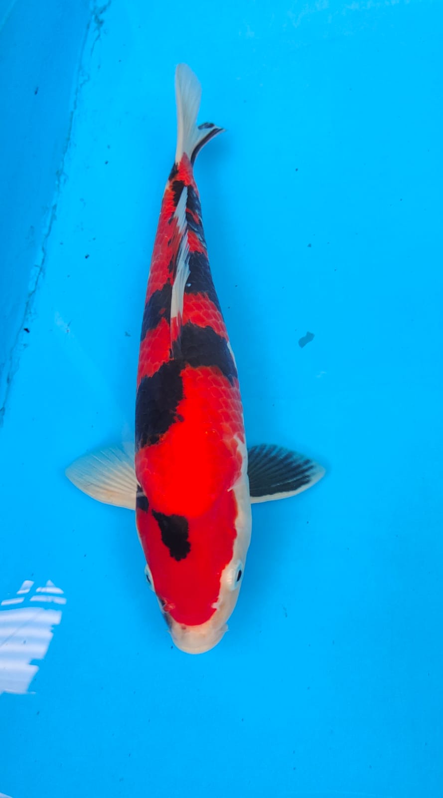 SHOWA M 32cm