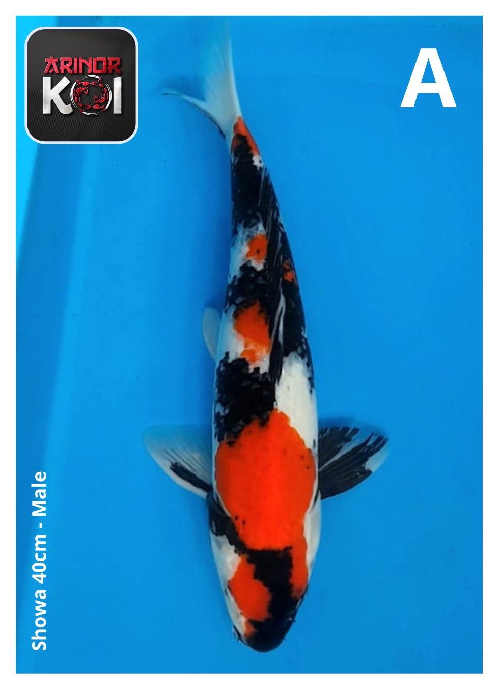 SHOWA 40cm