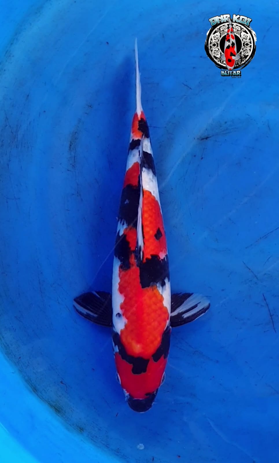SHOWA SHANSOKU 35cm
