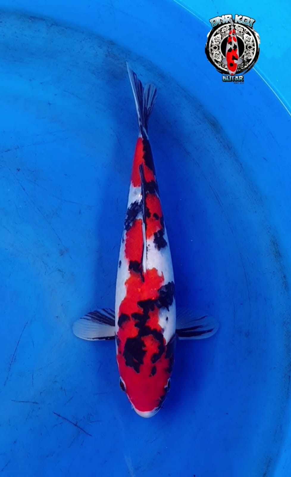SHOWA SHANSOKU 30cm