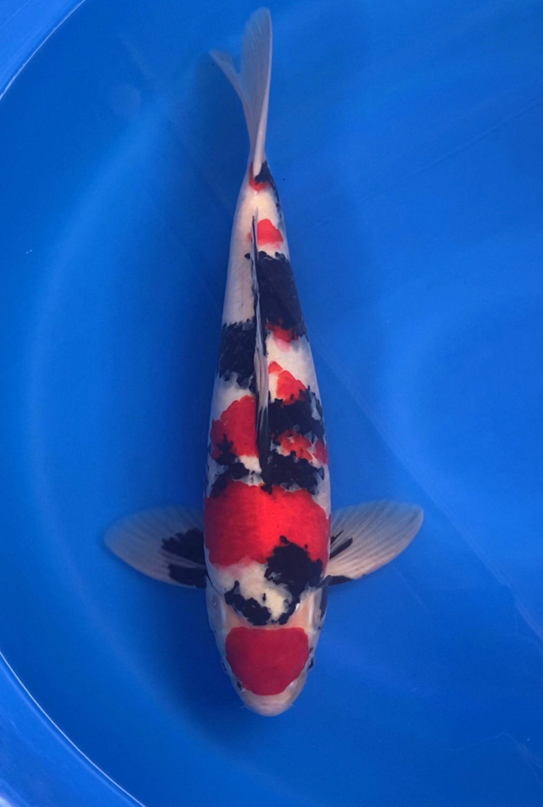 MARUTEN SHOWA SUPER BAHAN KEEP SQ BY MBAH MANGGIL 45cm