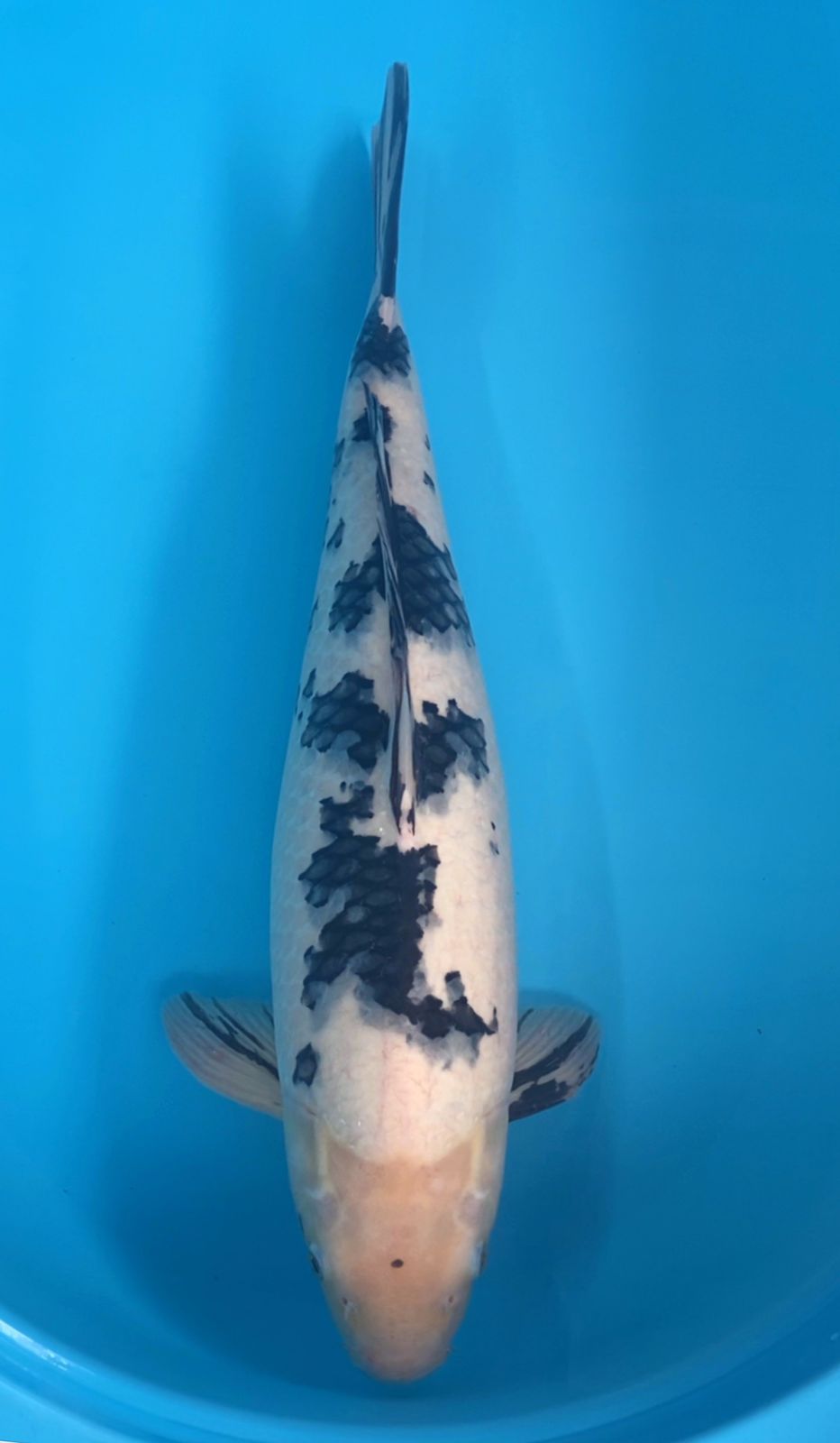 BEKO HQ JUMBO BAHAN KEEP 56cm