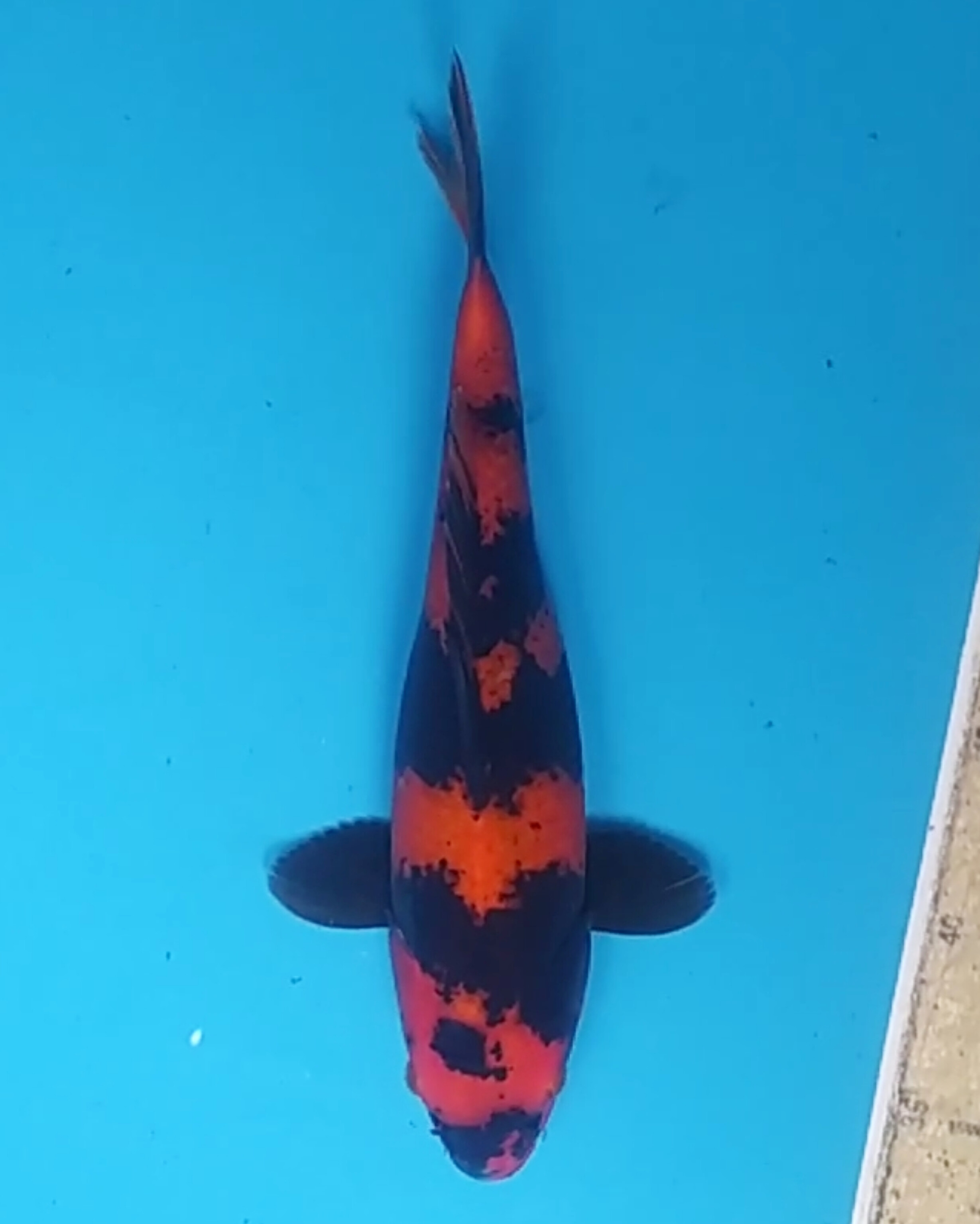 HI UTSURI 29cm