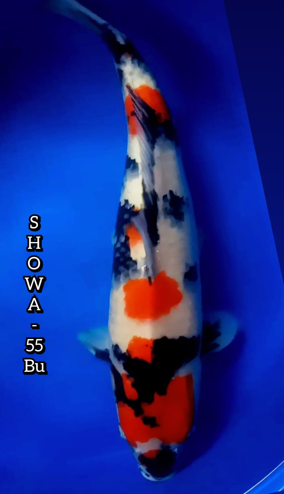 SHOWA METIR JUMBO 54cm