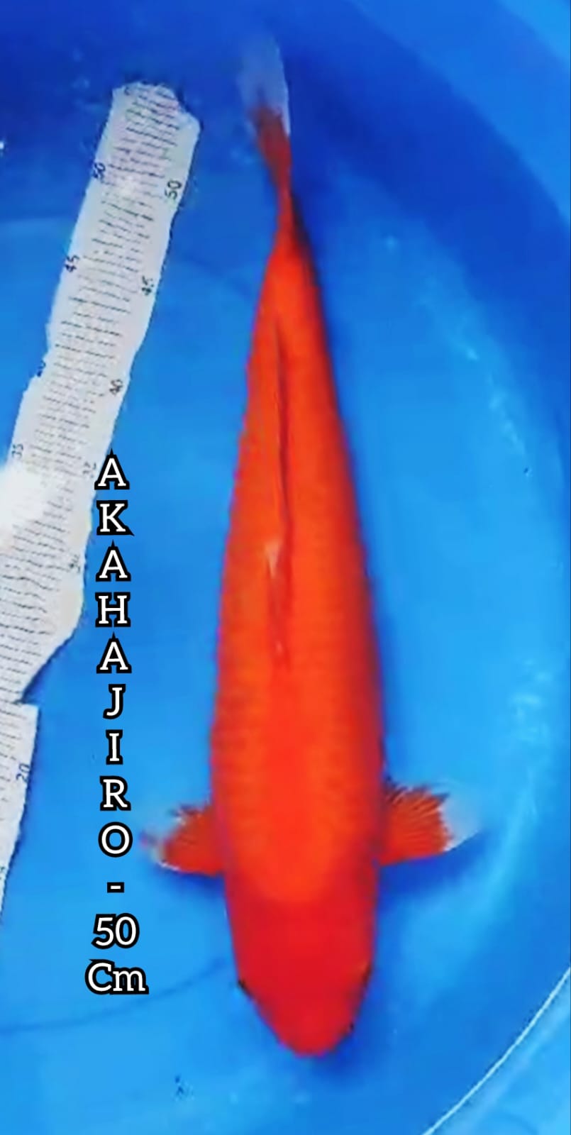 AKAHAJIRO 50cm MERAH STRONG