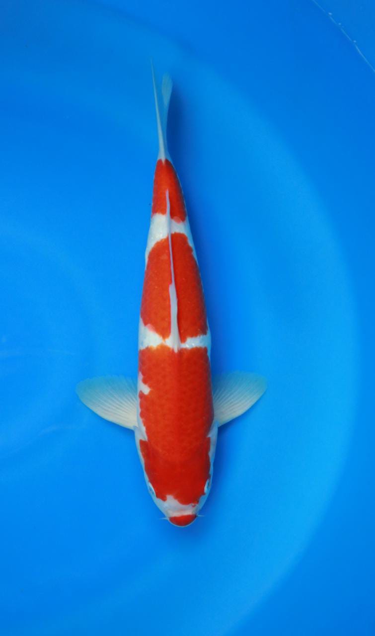 KOHAKU STEP 3 KUCIBENI JANTAN 36cm